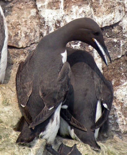 Photo of two birds nesting on the side of a cliff.