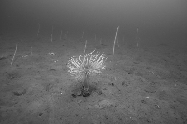 Black and White photo of seaweed attached to the sea bed.
