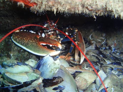 European lobster