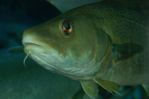 fish