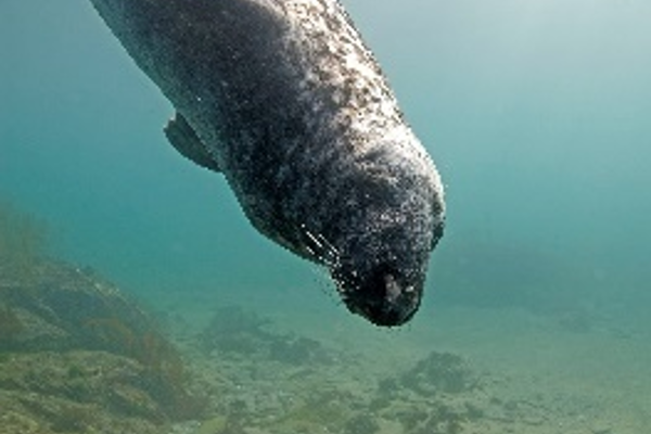 seal
