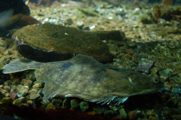 Flatfish