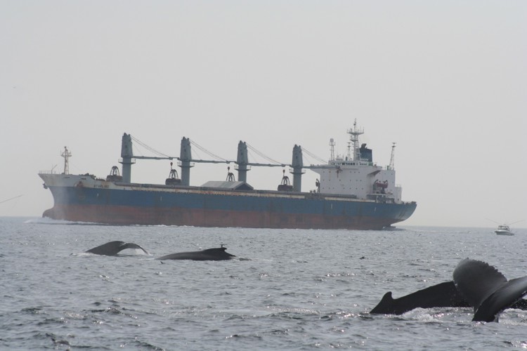 Humpback whales and commercial shipping