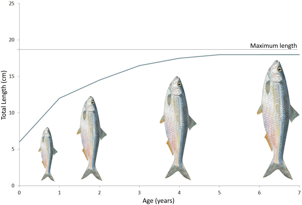 Species composition in fish communities