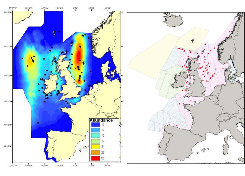 Abundance and distribution of cetaceans other than coastal bottlenose ...