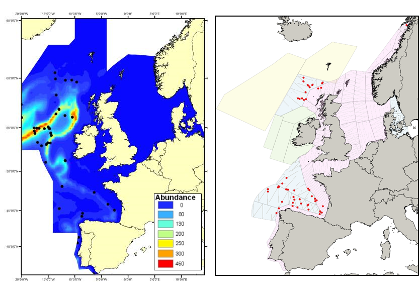 Abundance and distribution of cetaceans other than coastal bottlenose ...