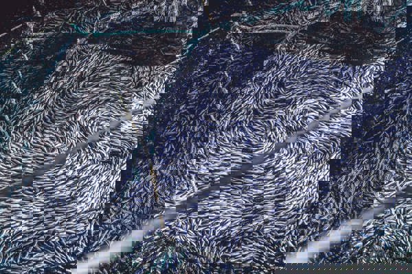 fish in a net