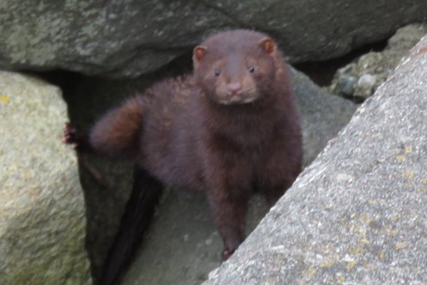American Mink