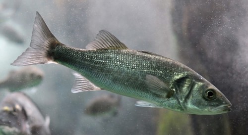 Photo of European seabass underwater