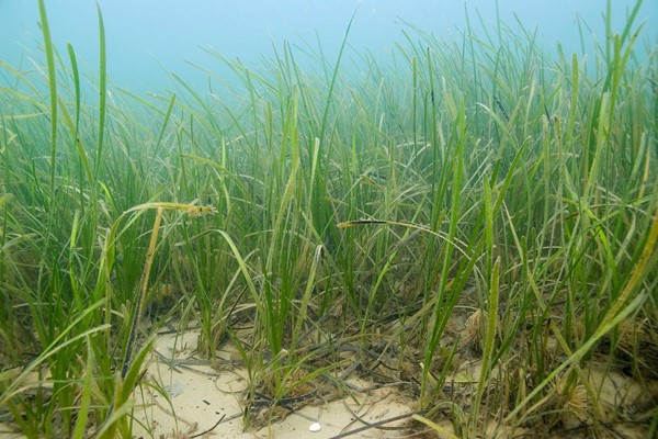 Photo of Seagrass on the sea floor.