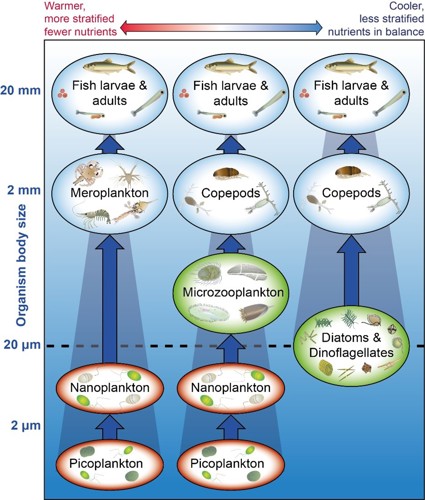 Examples of pelagic food chains: Picoplankton to nanoplankton to Microzooplankton and Meroplankton. Meroplankton to Fish. Microzooplankton to copepods. Copepods to Fish. Diatoms and Dinoflagellates to Copepods to Fish.
