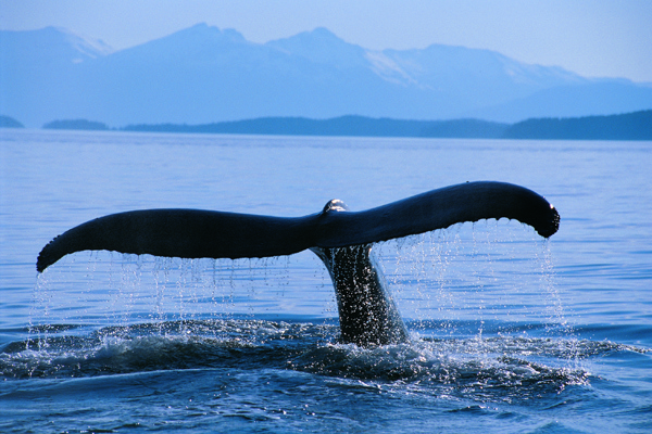 whale tail