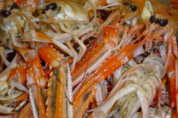 Cefas Shellfish Collection Commercial fish and shellfish - Marine online assessment tool