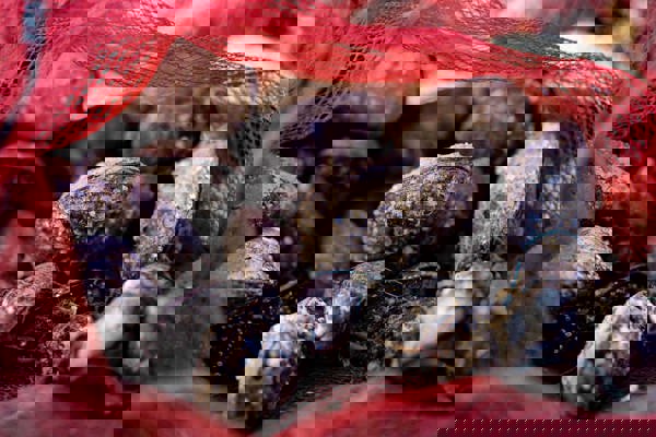 Shellfish