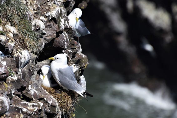 B2_Kittiwake_Photo1.jpg