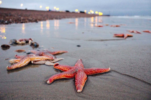 starfish on a beach