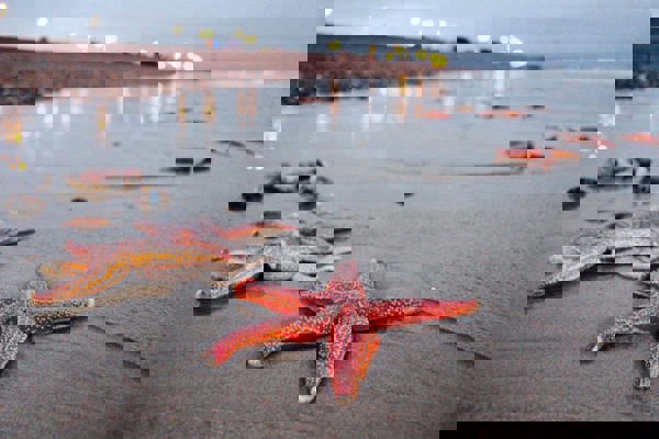 starfish on a beach