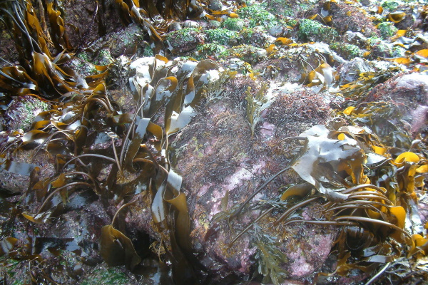 Seaweed attached to a rock.