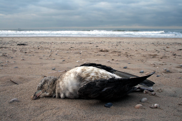Dead bird on a  beach