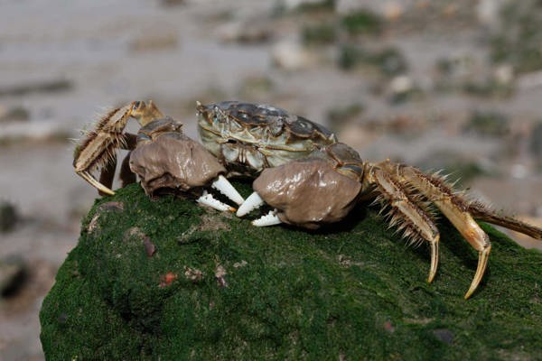 crab