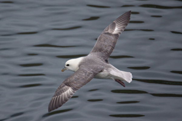 Sea bird