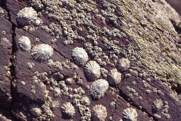Limpets on a rock.