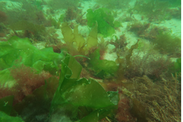 Large Algae on a sandy sea floor.