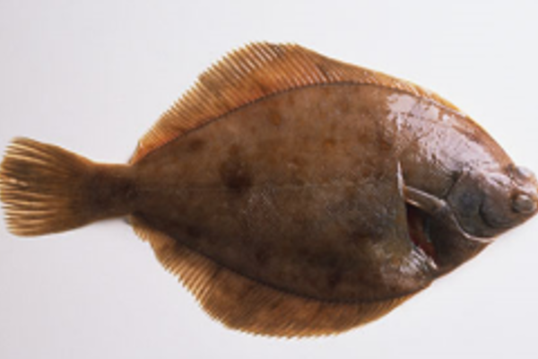 Flatfish