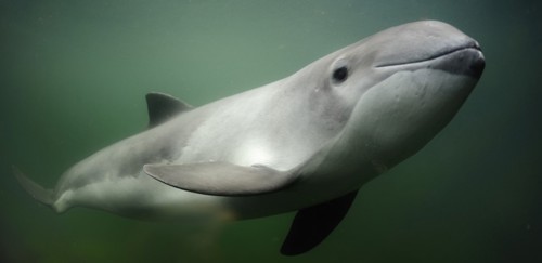 Photo of harbour porpoise underwater
