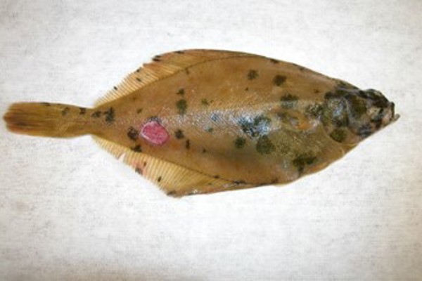 Diseased fish