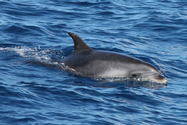 Dolphin swimming