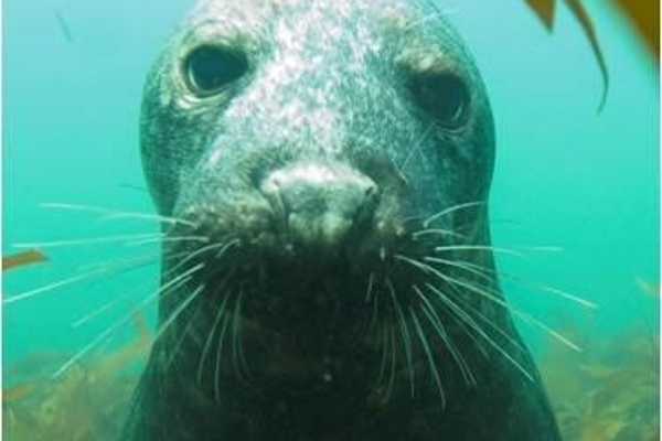 Seal looking at camera