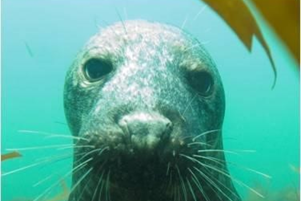 Seal looking at camera