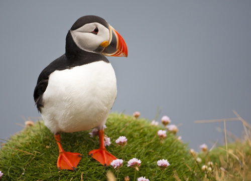 Puffin