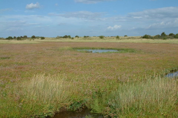 Photo of a marsh.