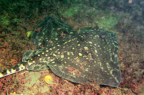 Image of Thornback Ray gliding across the ocean bed.
