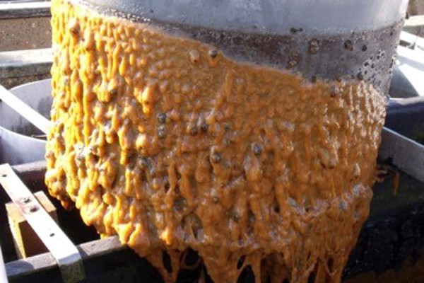 The invasive sea squirt, Didemnum vexillum, covering a holding tank at an oyster rearing unit in the UK