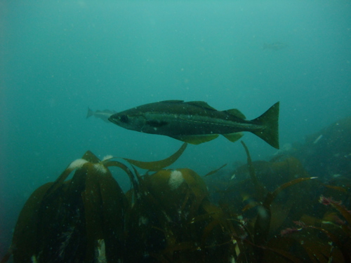 Pollock fish swimming above some kelp.