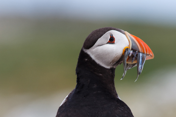 Puffin
