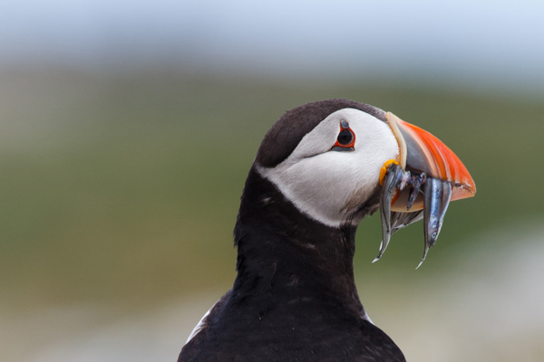 Puffin