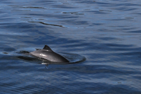 Dolphin fin