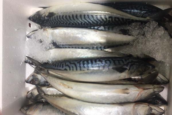 Fish