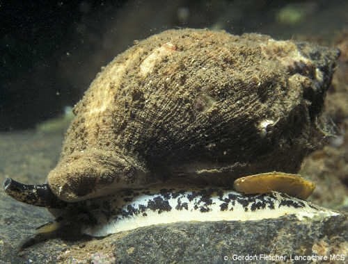 Image of the marine gastropod Nucella lapillus (the dog whelk) in its marine environment on a rock. 