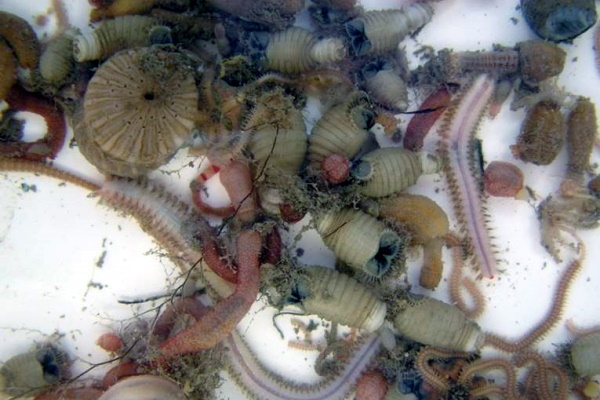 Photo of a pile of shells from sea Urchin.
