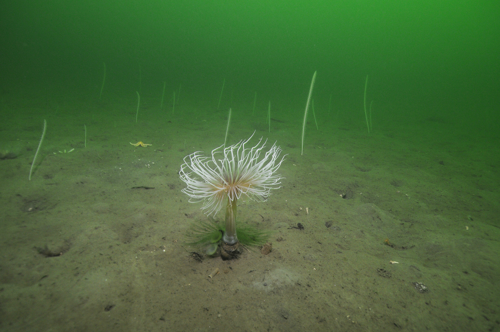 Photo of plants on the sea floor.