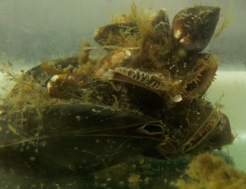 An image of a shellfish (mussel) filtering water in the marine environment. This is how shellfish get exposed to Polycyclic aromatic hydrocarbons (PAHs).