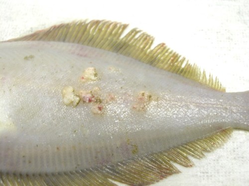 Image of ventral side of a common dab (a flatfish) with white growths called Lymphocystis.