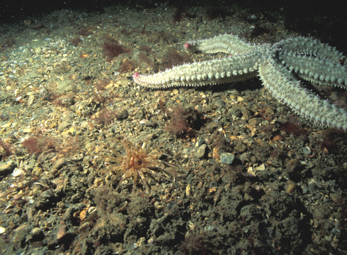 Photo of starfish on the sea floor.