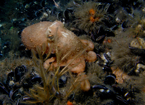 Photo of octopus.