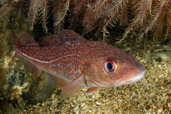fish